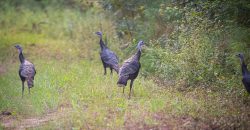 Bird Dawg Farms