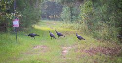 Bird Dawg Farms