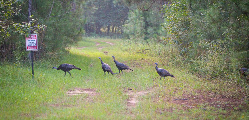 Bird Dawg Farms