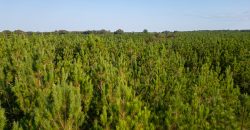 Sumter Wolf Creek Farm