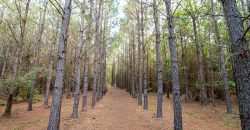 Sumter Wolf Creek Farm