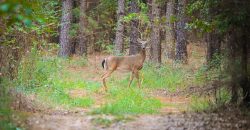 Sumter Wolf Creek Farm