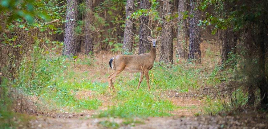 Sumter Wolf Creek Farm