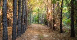 Sumter Wolf Creek Farm