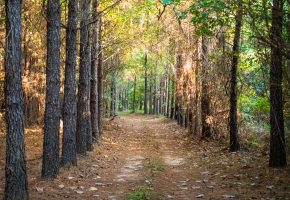 Sumter Wolf Creek Farm
