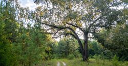 Sumter Wolf Creek Farm