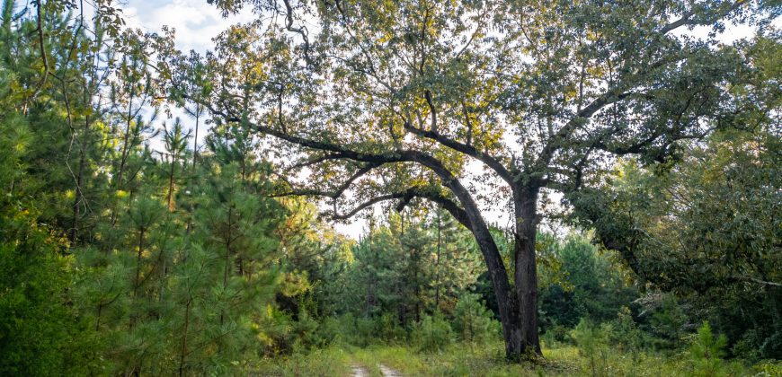 Sumter Wolf Creek Farm