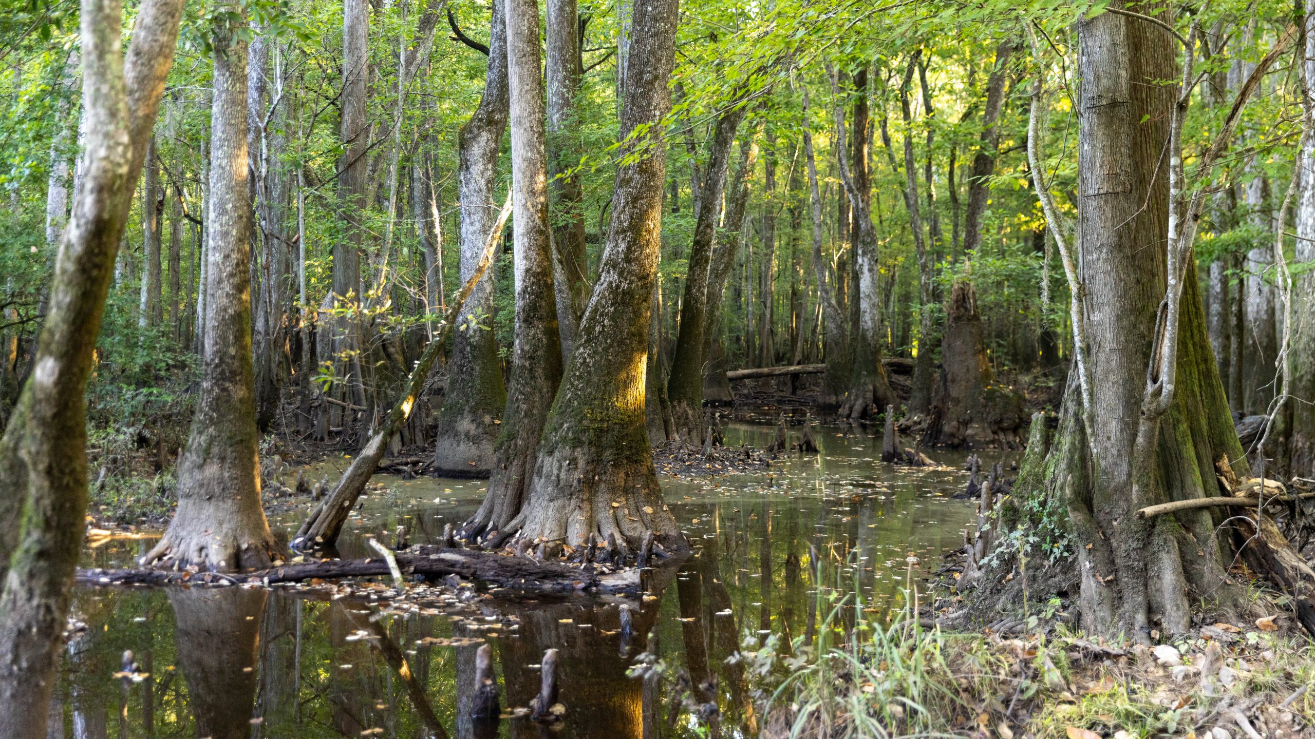 Jackson Lake Plantation Jackson Lake Plantation