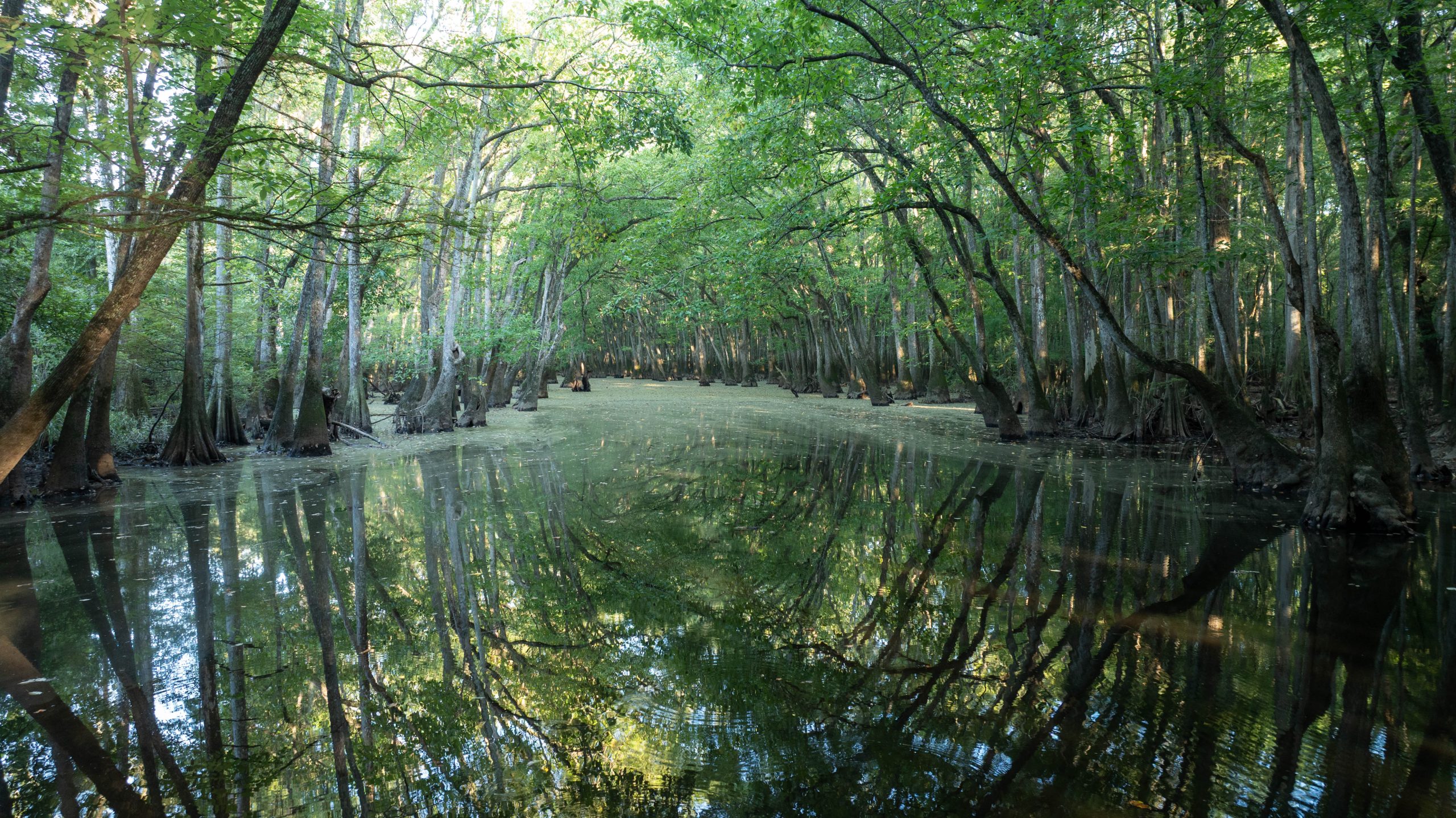 Jackson Lake Plantation Jackson Lake Plantation
