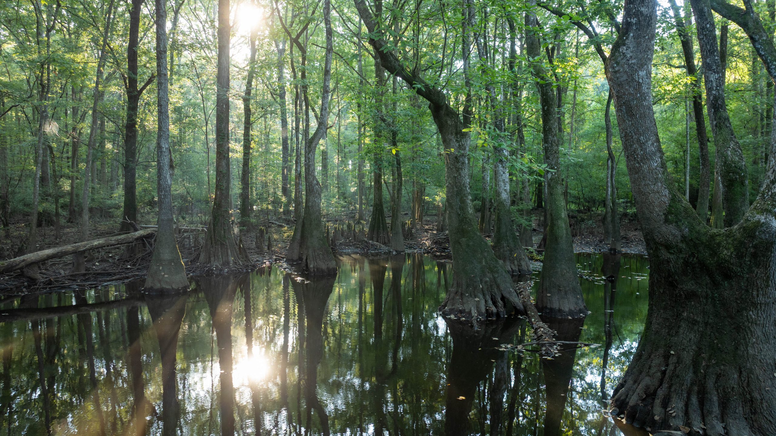 Jackson Lake Plantation Jackson Lake Plantation