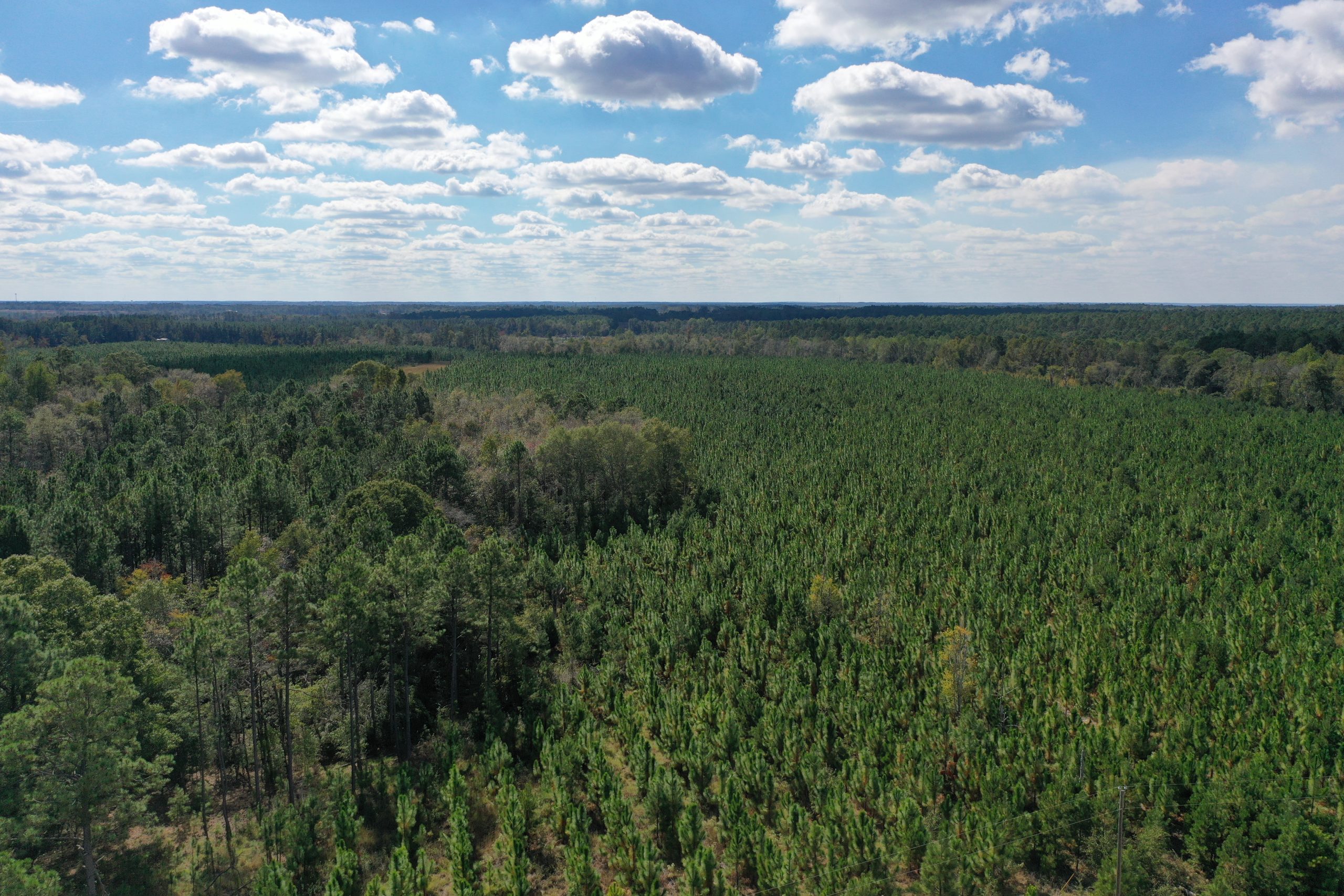 Wheeler Longleaf Farm