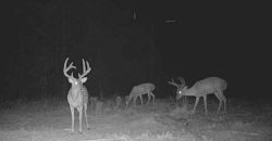 Beaver Creek Hunting Tract