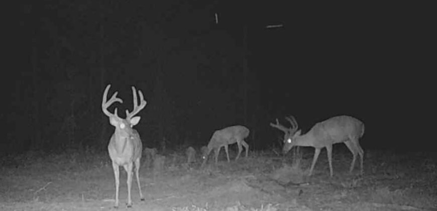 Beaver Creek Hunting Tract