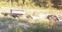 Beaver Creek Hunting Tract