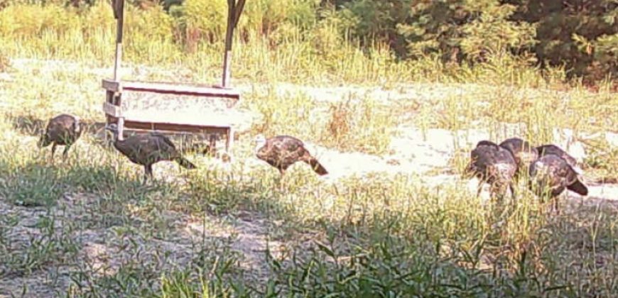 Beaver Creek Hunting Tract