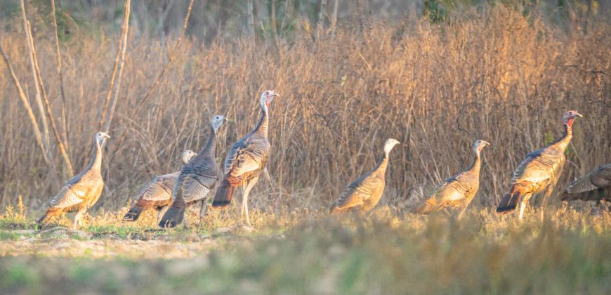 Cedar Creek Lancaster Estate