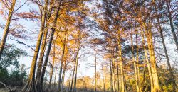 Cedar Creek Lancaster Estate