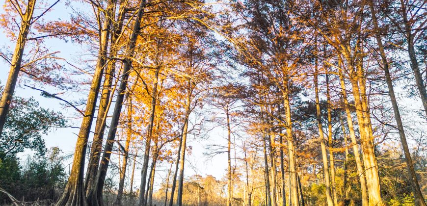 Cedar Creek Lancaster Estate