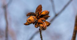 Cedar Creek Lancaster Estate