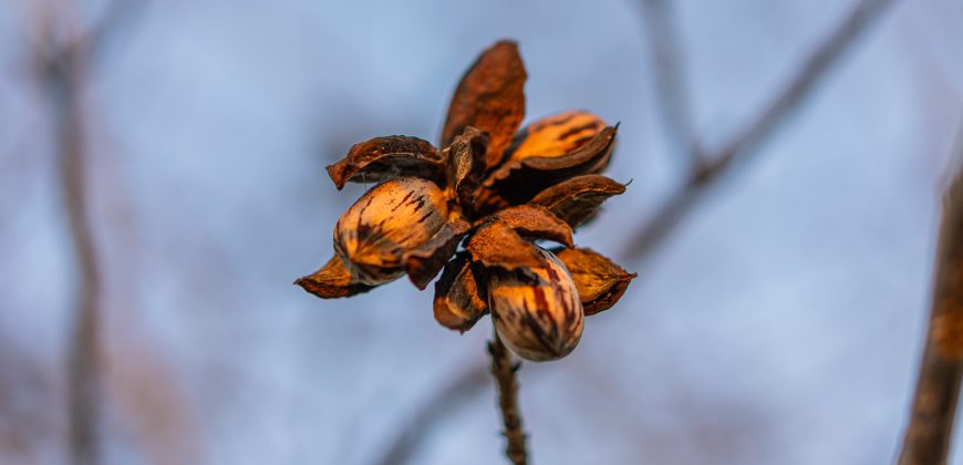 Cedar Creek Lancaster Estate