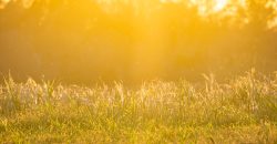 Cedar Creek Lancaster Estate