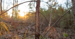 Dodge County Sanctuary