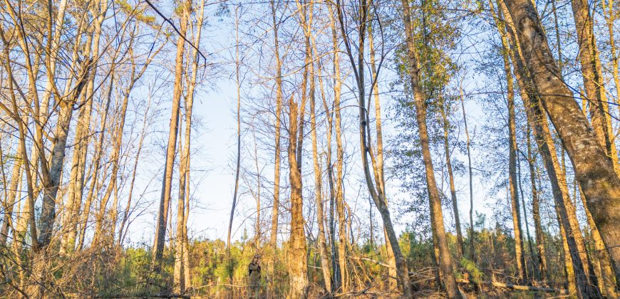 Dodge County Sanctuary