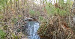 Dodge County Sanctuary