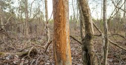 Dodge County Sanctuary