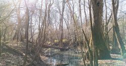 Beechwood Flint River Farm