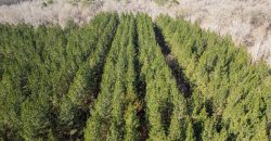 Beechwood Flint River Farm