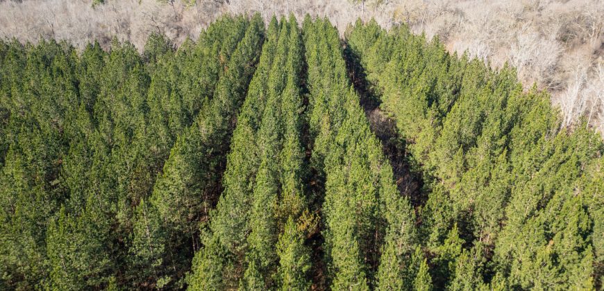 Beechwood Flint River Farm