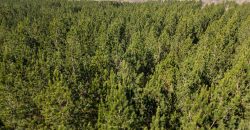 Beechwood Flint River Farm