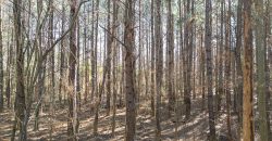 Beechwood Flint River Farm