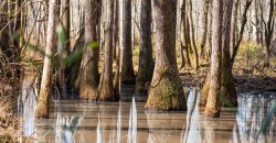 Beechwood Flint River Farm