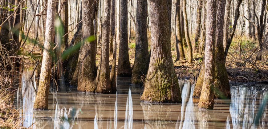 Beechwood Flint River Farm