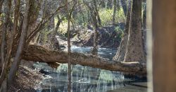 Beechwood Flint River Farm
