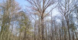 Beechwood Flint River Farm