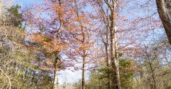 Beechwood Flint River Farm