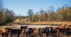 Dooly Cattle Farm