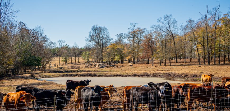 Dooly Cattle Farm