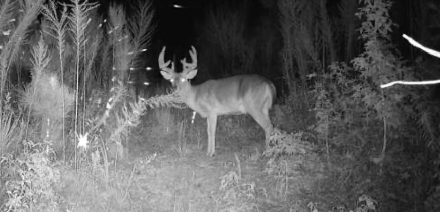 Dodge County Sanctuary