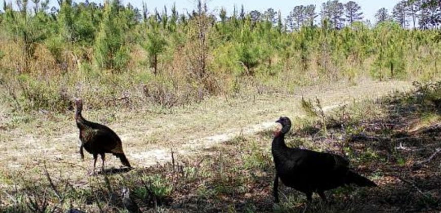 Dodge County Sanctuary