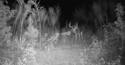 Dodge County Sanctuary