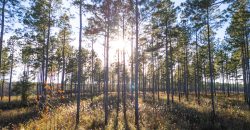 Kinchafoonee Creek Irrigated Farm