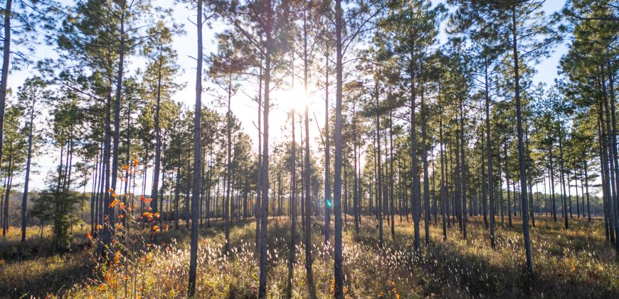 Kinchafoonee Creek Irrigated Farm