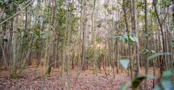 Kinchafoonee Creek Irrigated Farm