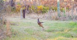 Kinchafoonee Creek Irrigated Farm