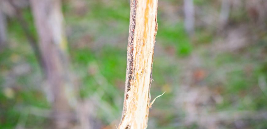 Kinchafoonee Creek Irrigated Farm