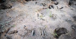 Kinchafoonee Creek Irrigated Farm